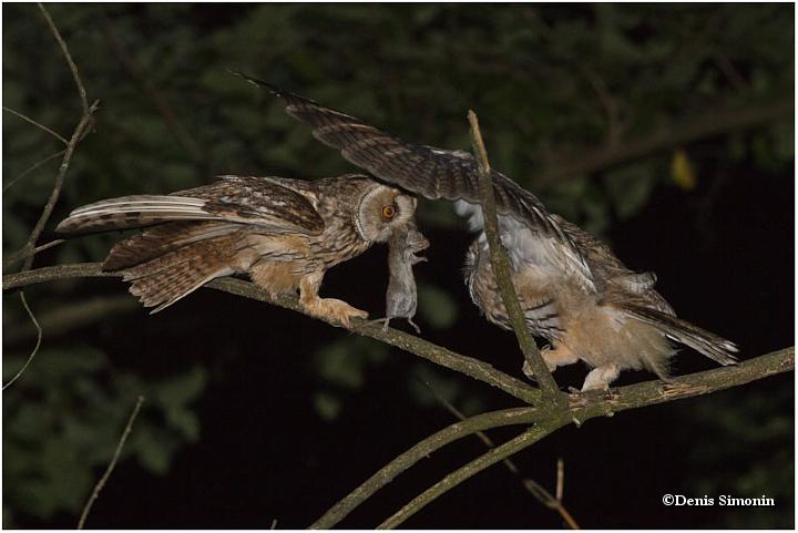 Hibou moyen duc adulte ravitaillant un jeune
